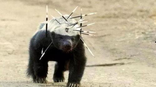 平头哥最新爆料  第2张